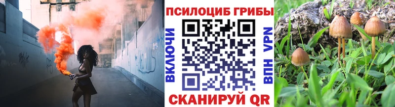 хочу наркоту Ленинградская Галлюциногенные грибы Cubensis